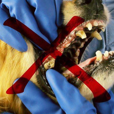 Escova de Dente mágica Limpa Tudo para Cães e Gatos