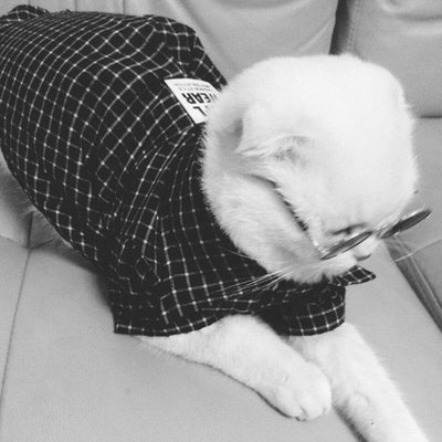 Camisa Super Elegante para Pets - Lemar Magazine